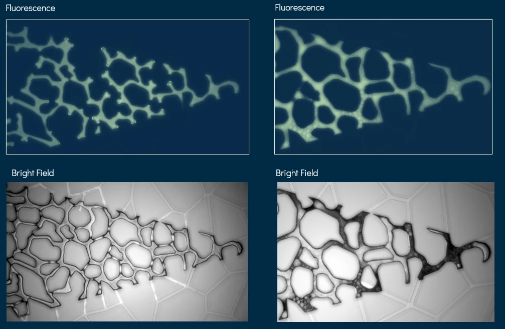 Emulsification under different types of microscopy
