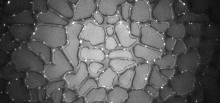 Wax crystals on a microfluidic chip